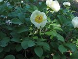 Paeonia mlokosewitschii