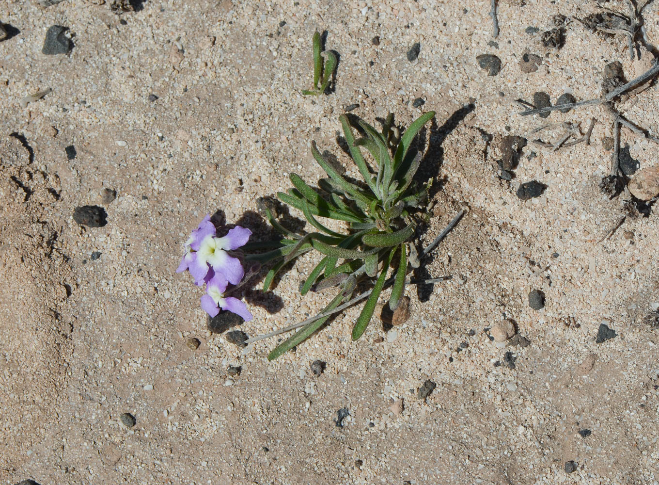 Image of Matthiola fruticulosa var. bolleana specimen.