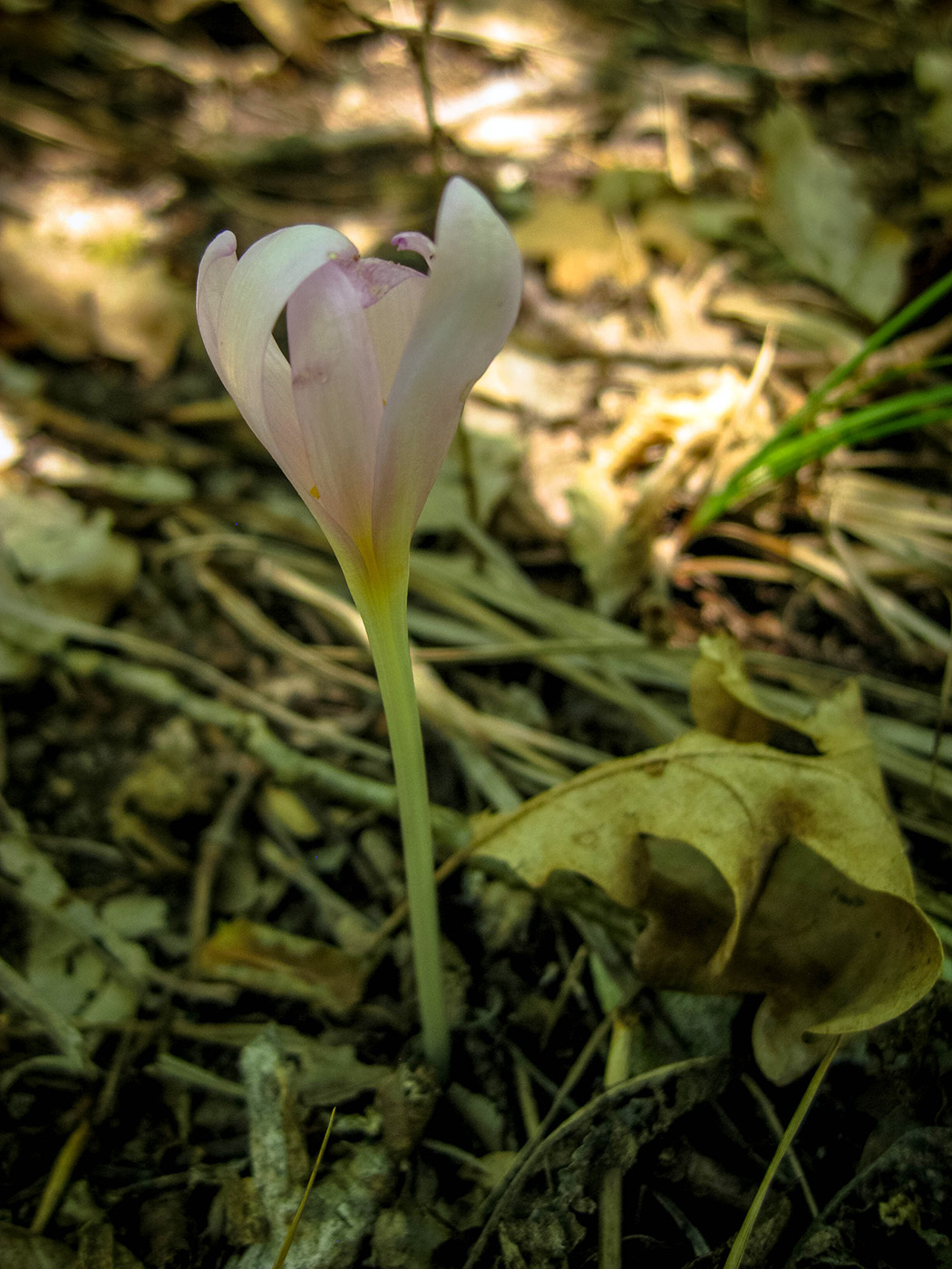 Image of Colchicum umbrosum specimen.