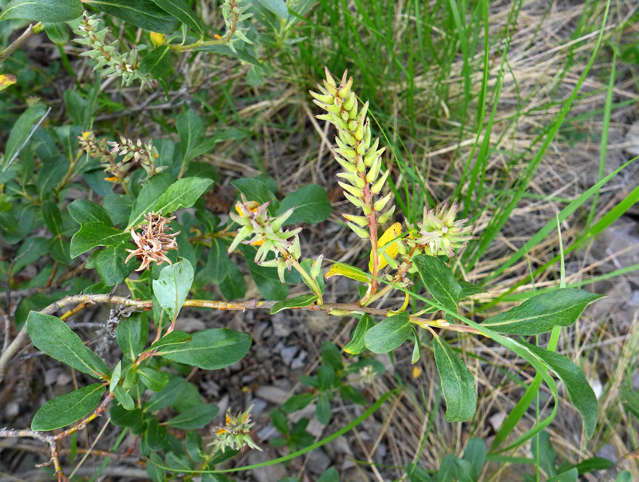 Image of genus Salix specimen.