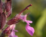 Teucrium nuchense