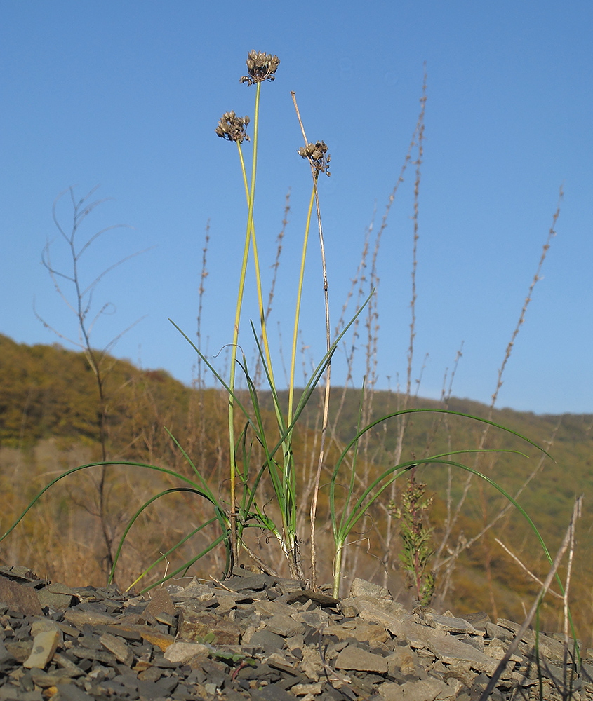 Image of Allium psebaicum specimen.