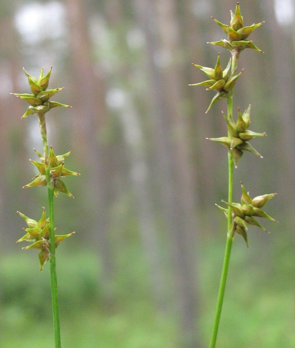 Image of Carex echinata specimen.