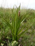 Anacamptis подвид dielsiana