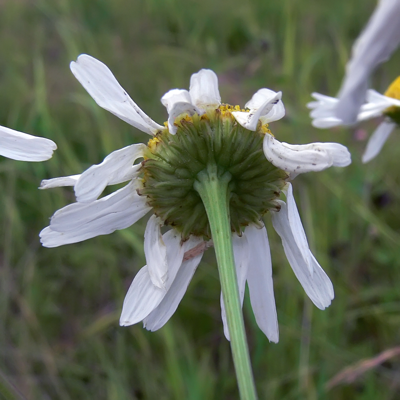 Изображение особи Tripleurospermum inodorum.