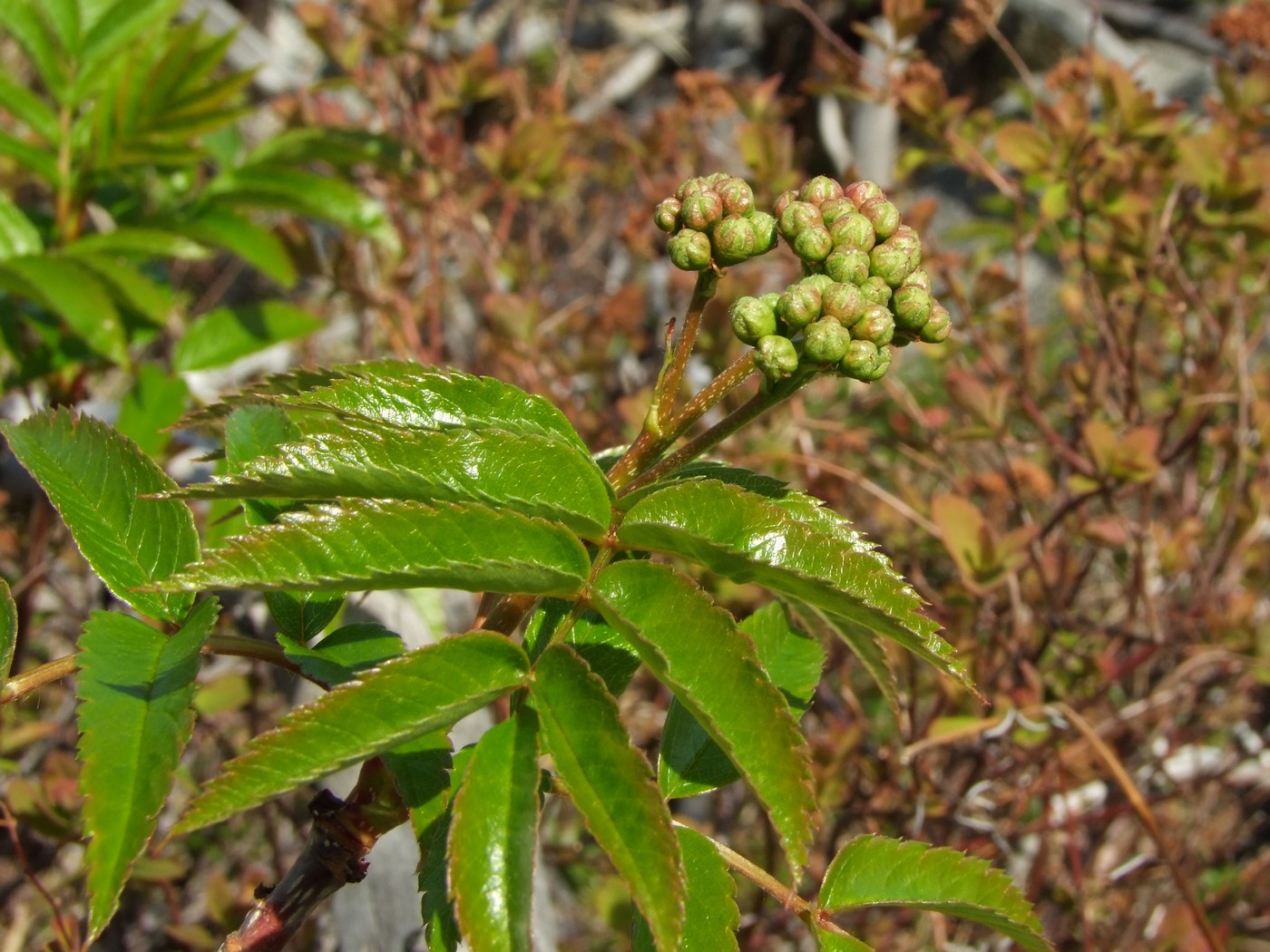 Image of Sorbus sambucifolia specimen.