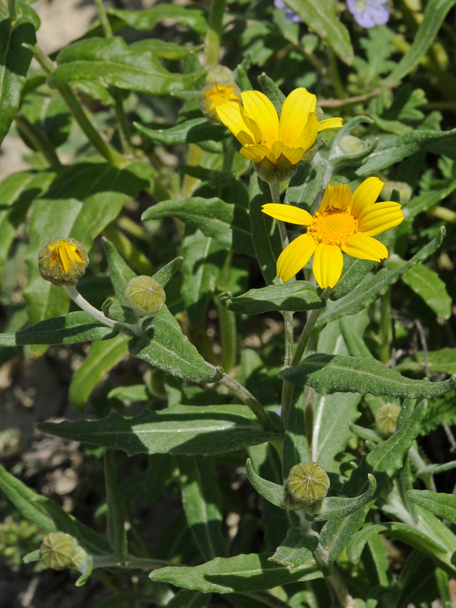 Image of Monolopia lanceolata specimen.