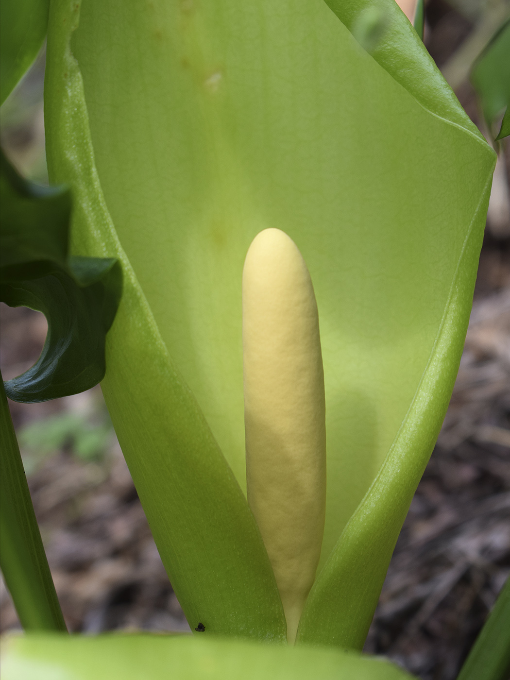 Image of Arum italicum specimen.