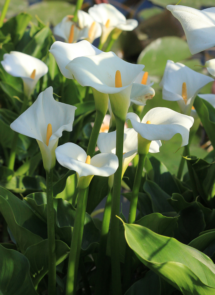 Image of Zantedeschia aethiopica specimen.