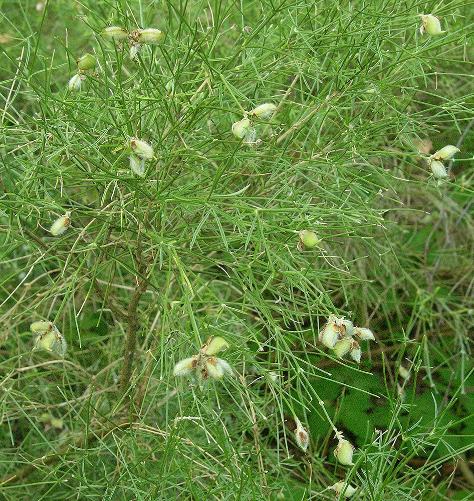 Image of Genista radiata specimen.