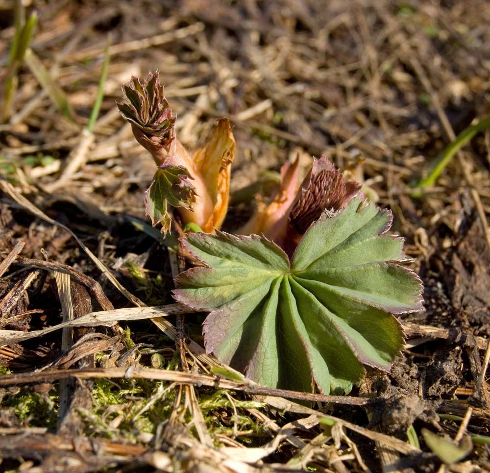 Image of genus Alchemilla specimen.