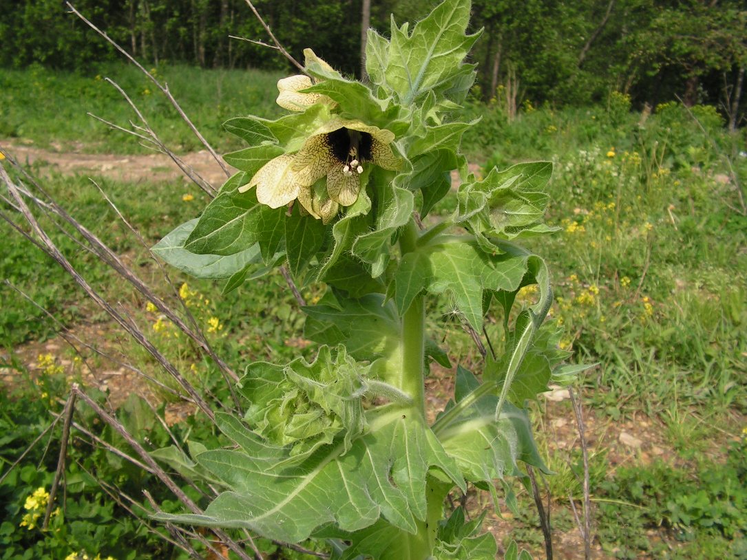 Изображение особи Hyoscyamus niger.