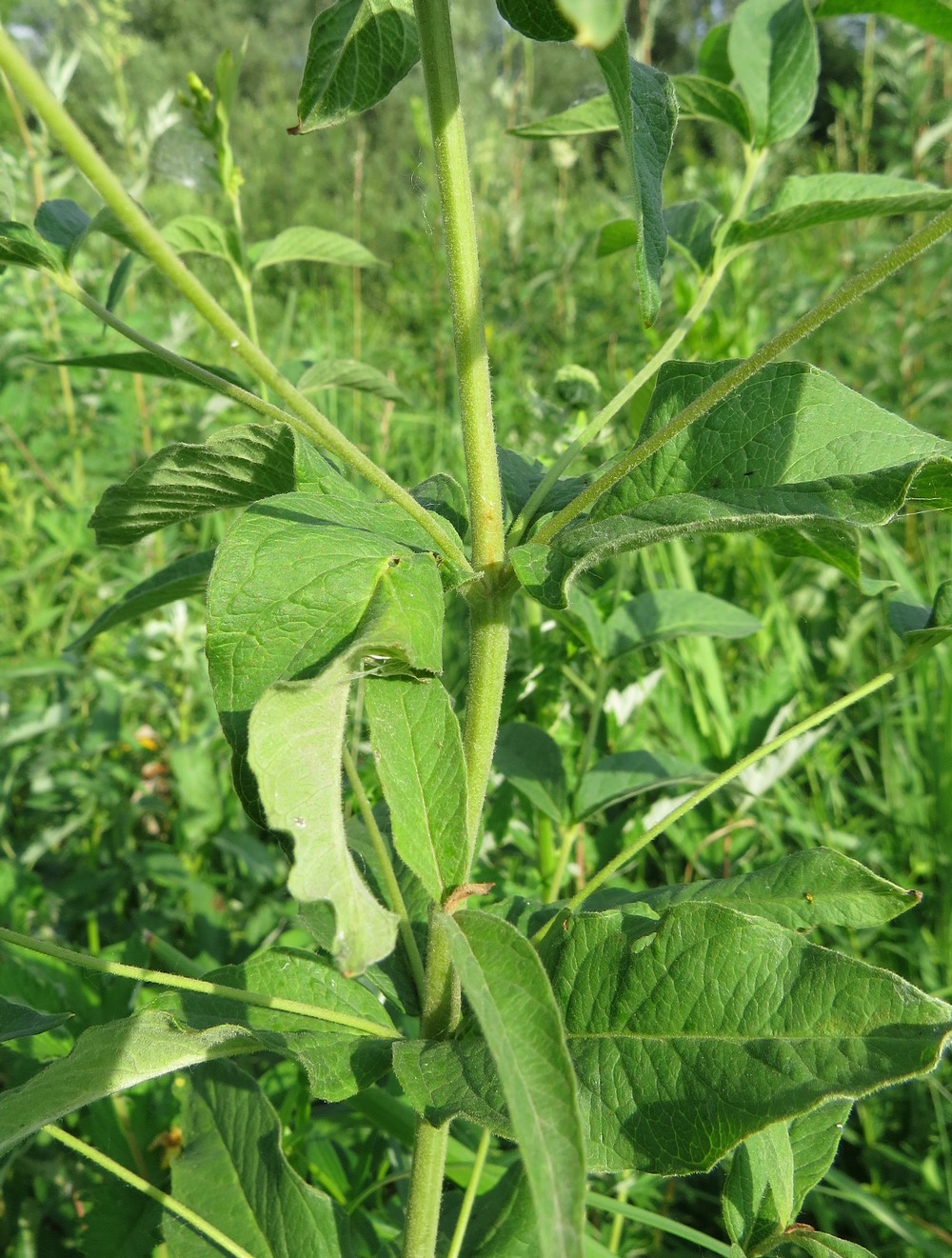 Image of Lysimachia vulgaris specimen.