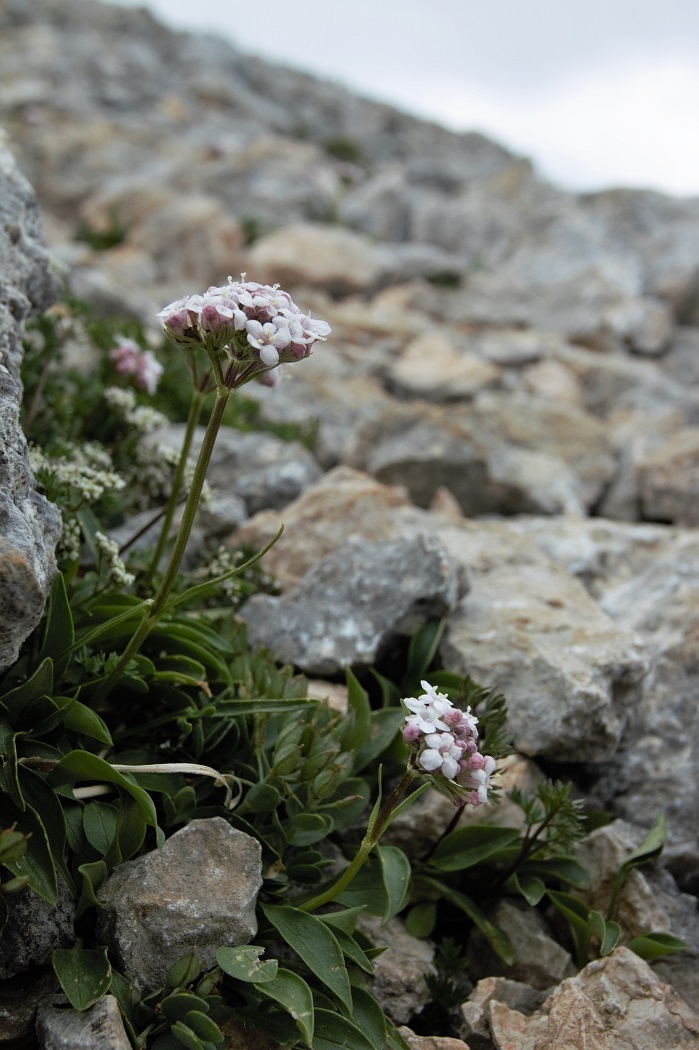 Image of Valeriana saxicola specimen.