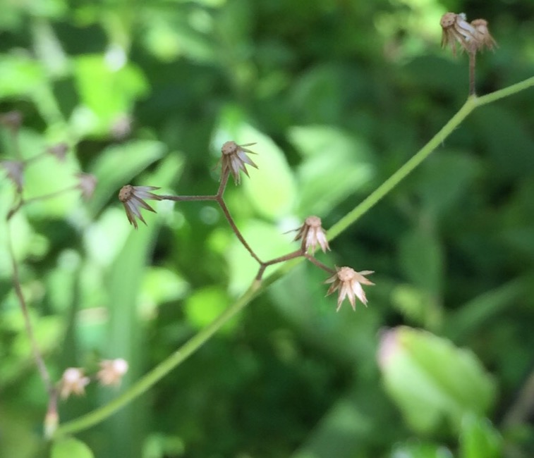 Изображение особи Cyanthillium cinereum.