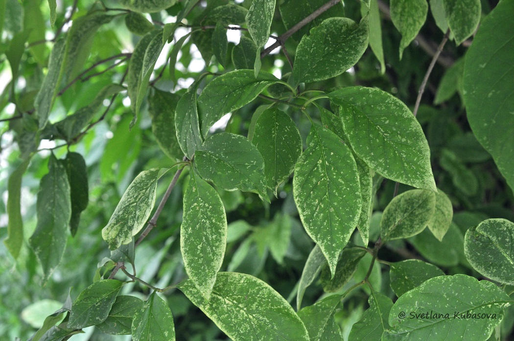 Image of Syringa &times; henryi specimen.