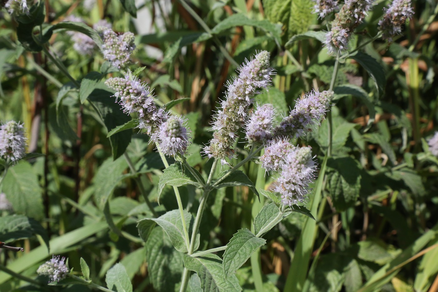 Изображение особи Mentha longifolia.