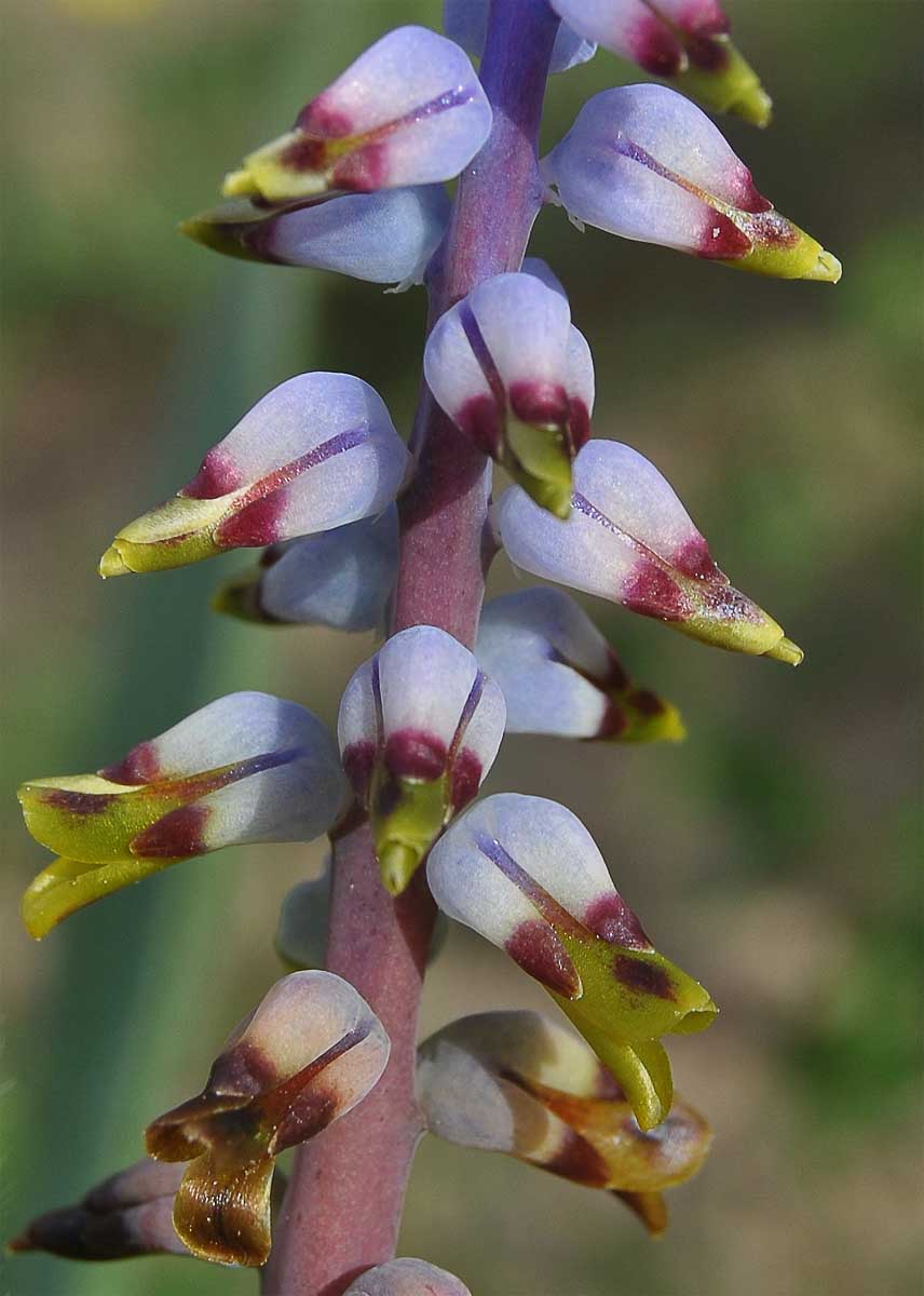 Image of Lachenalia mutabilis specimen.