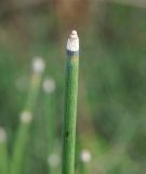 Equisetum hyemale. Верхушка побега. Восточный Казахстан, Глубоковский р-н, окр. с. Тарханка, берег речки. 10.05.2017.