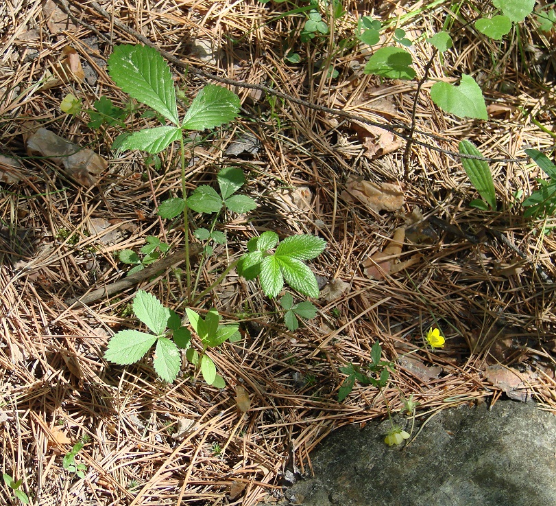 Image of Potentilla fragarioides specimen.