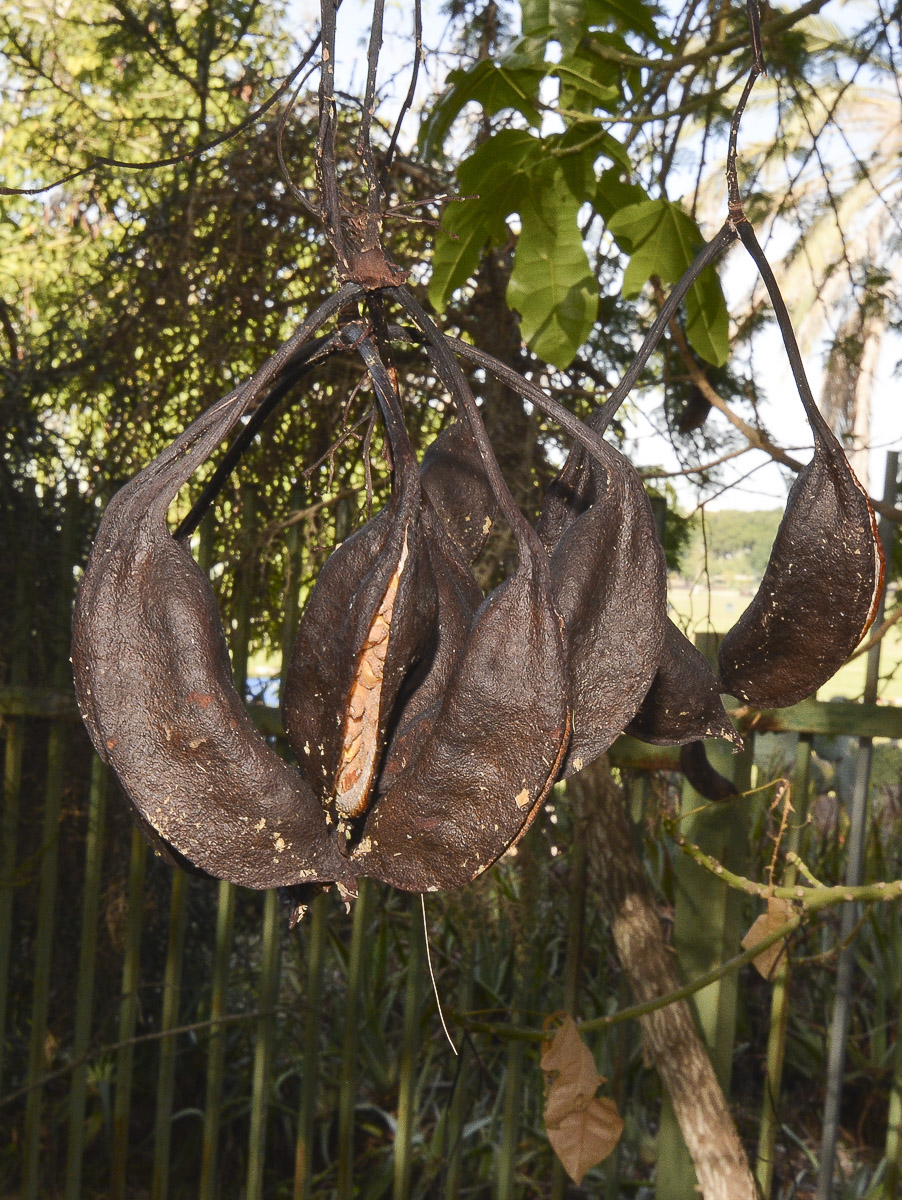 Image of Brachychiton acerifolius specimen.