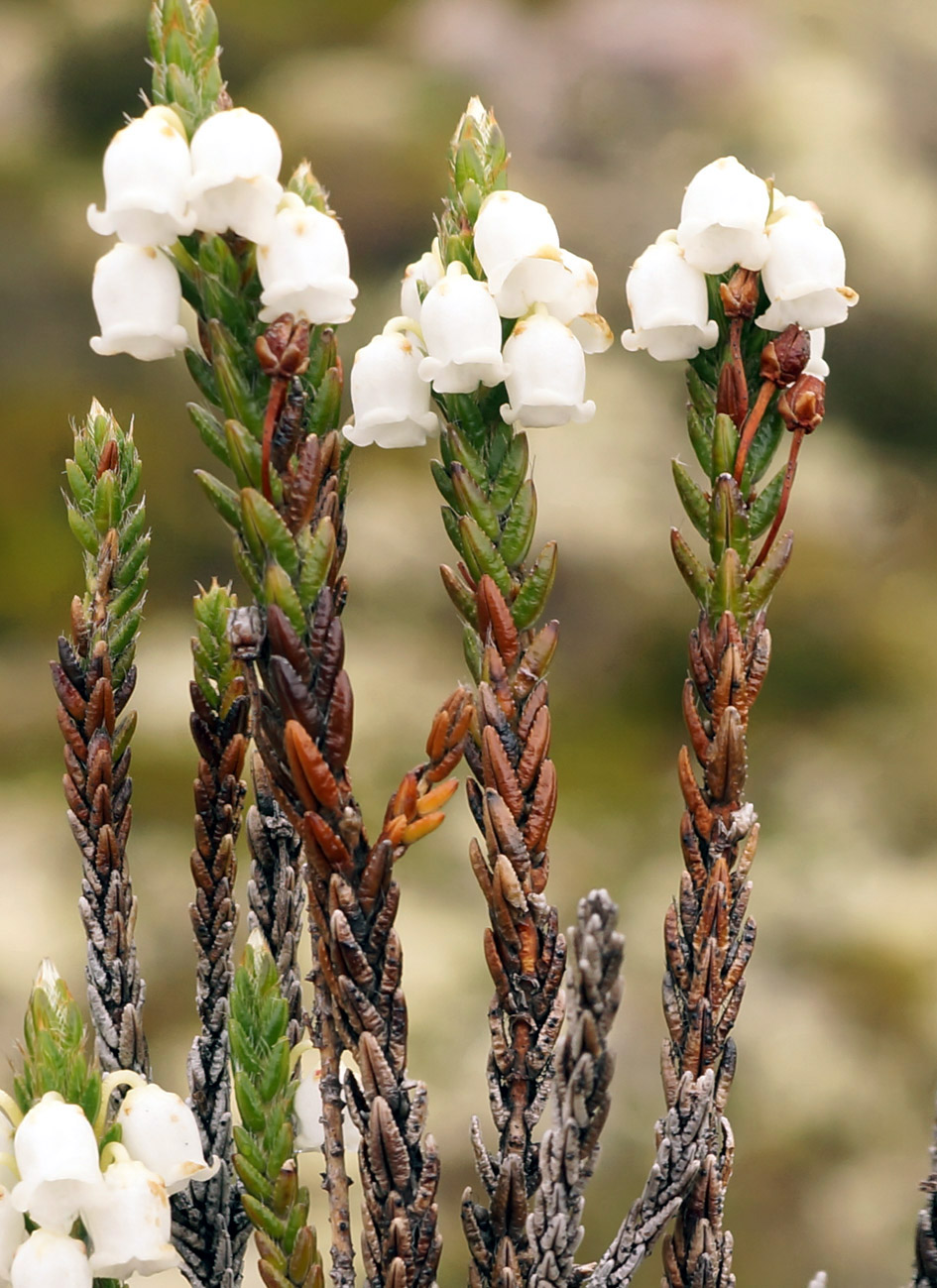 Изображение особи Cassiope ericoides.