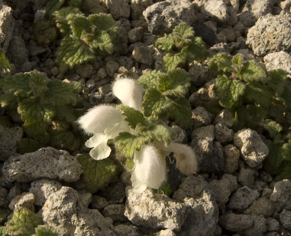 Image of Lamium tomentosum specimen.