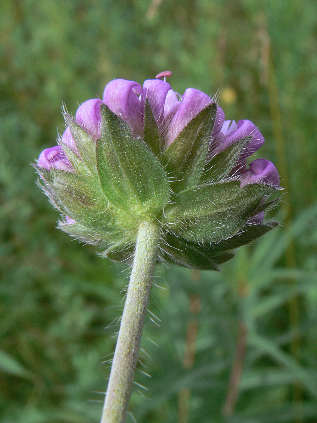 Изображение особи Knautia arvensis.