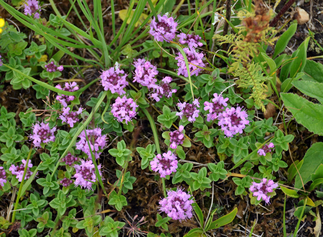 Image of Thymus caucasicus specimen.