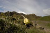 Pulsatilla albana. Цветущее растение. Приэльбрусье, северный склон Эльбруса, урочище Ирахик-Тюз, выс. 2570 м н.у.м. 15.06.2011.