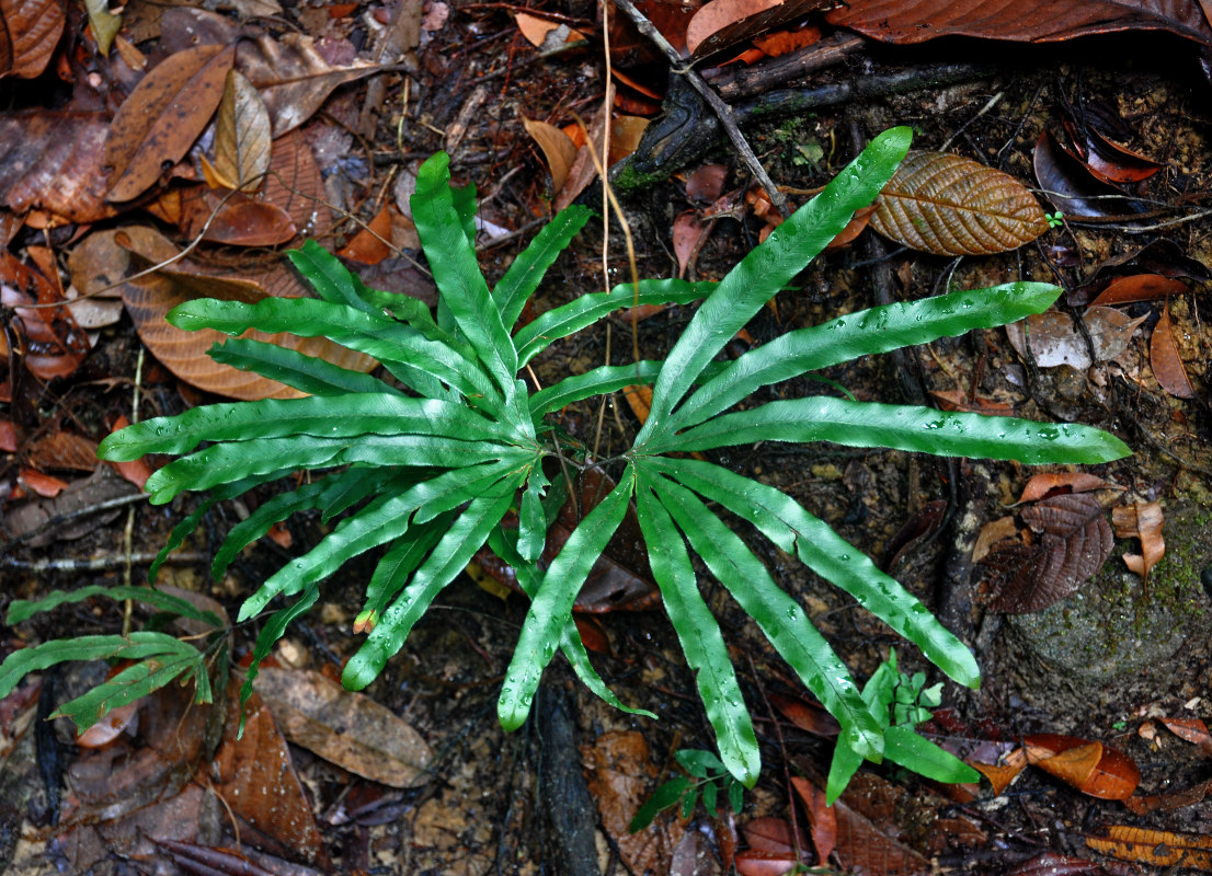 Image of Lygodium longifolium specimen.