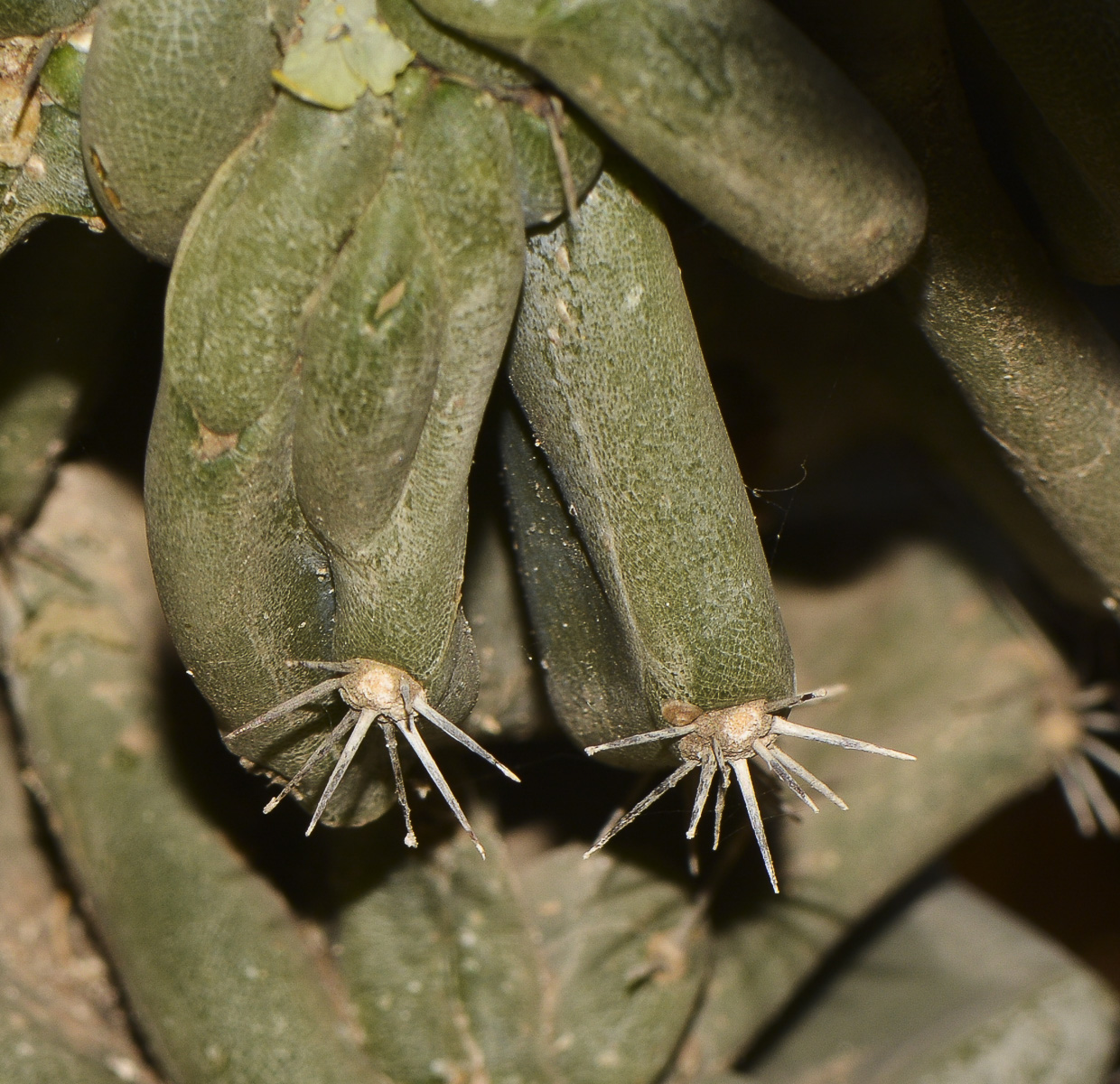 Image of Cereus peruvianus var. monstrosus specimen.