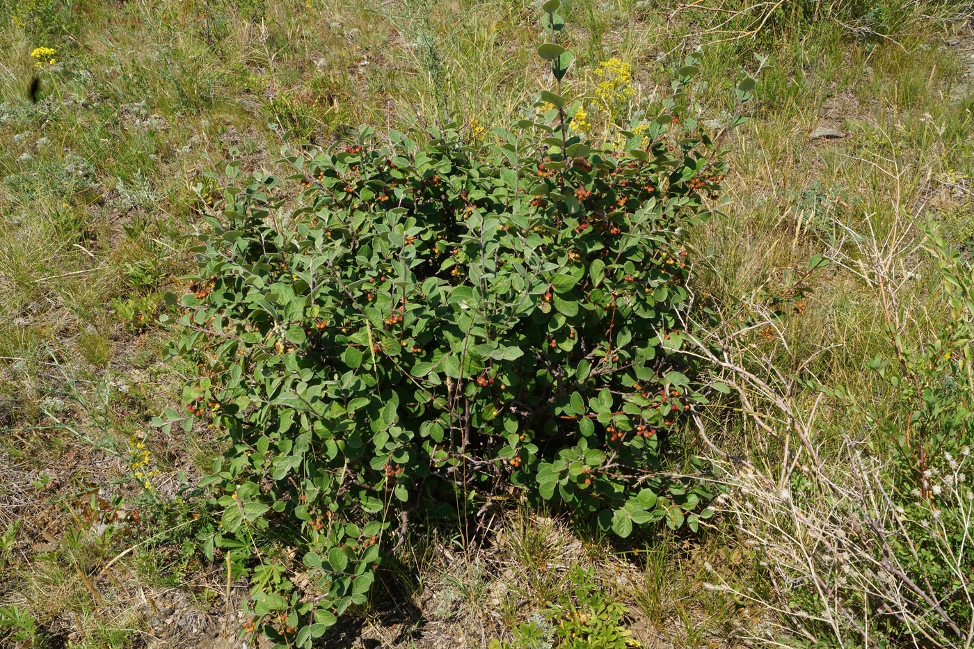 Image of Cotoneaster melanocarpus specimen.