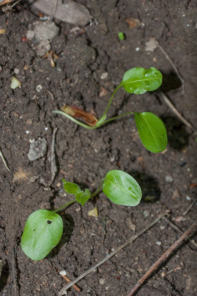 Изображение особи Lunaria rediviva.