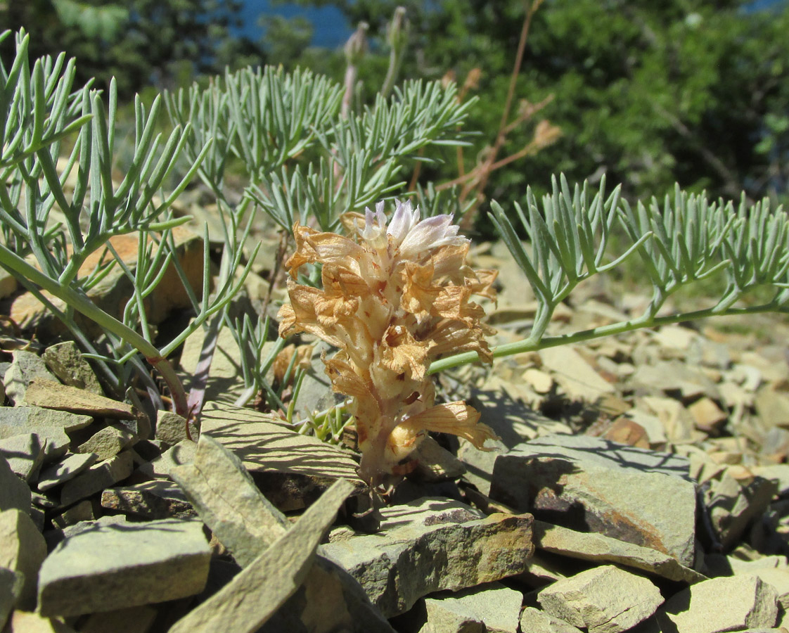 Image of Phelipanche gussoneana var. zosimae specimen.