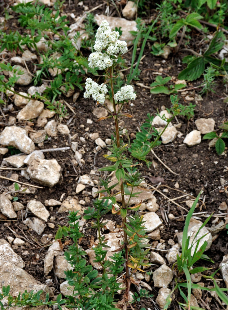 Изображение особи Galium boreale.