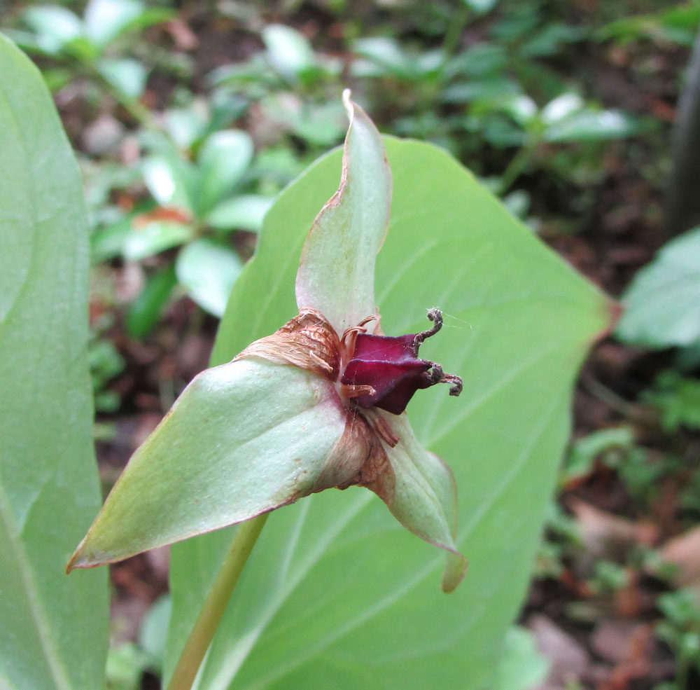 Image of Trillium rugelii specimen.