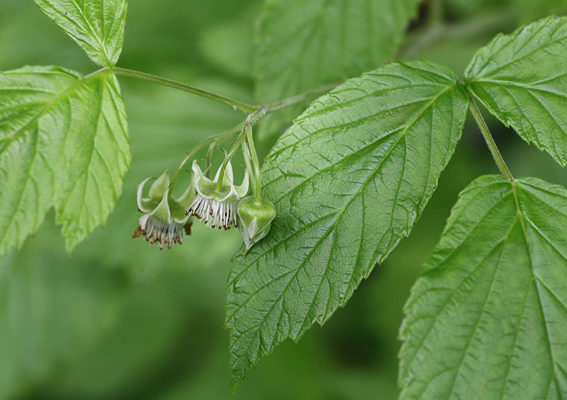 Image of Rubus idaeus specimen.