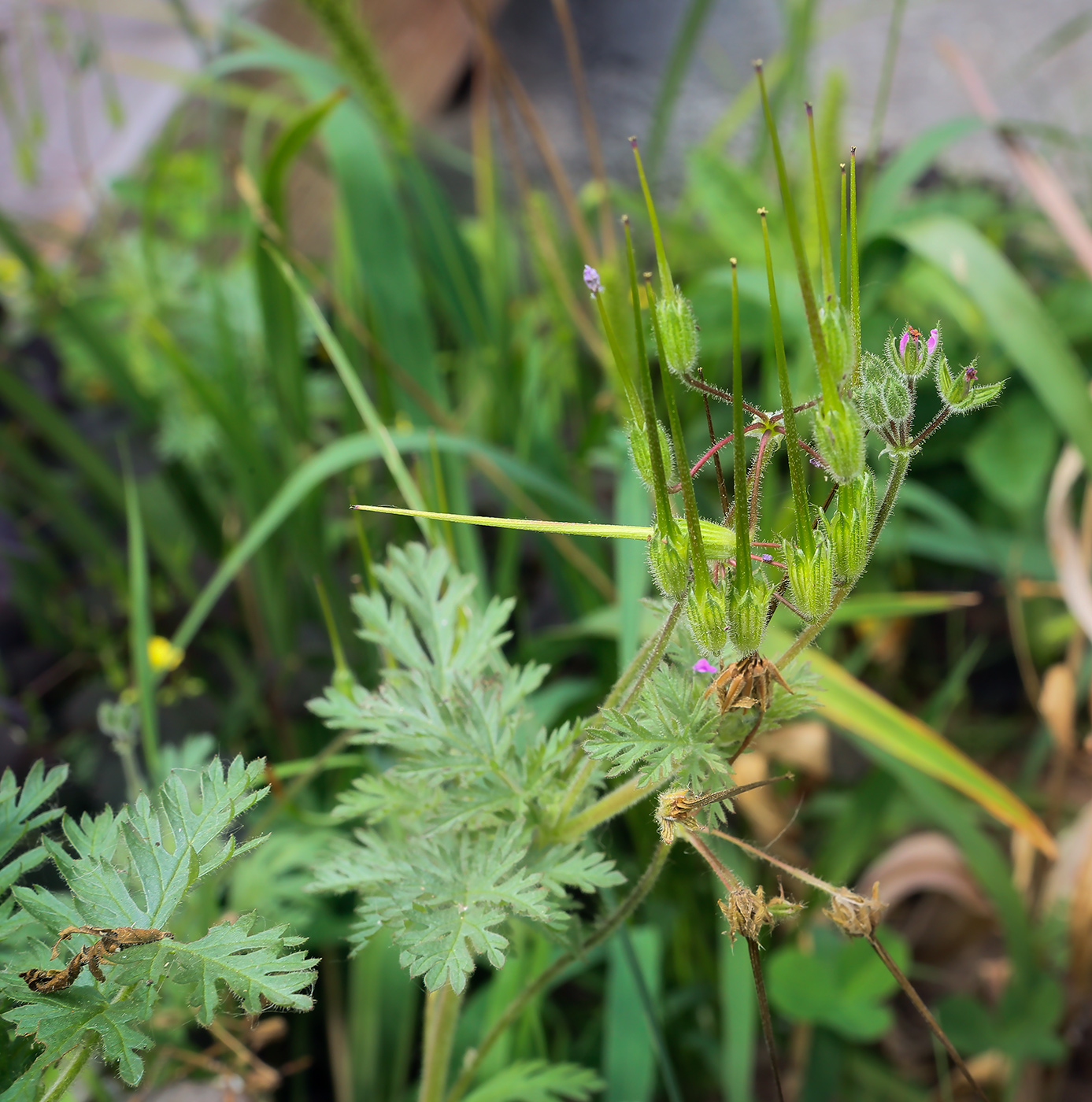 Изображение особи Erodium cicutarium.