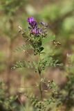 Astragalus davuricus. Верхушка побега с соцветиями и соплодиями. Приморский край, о. Русский, обочина дороги. 11.09.2018.