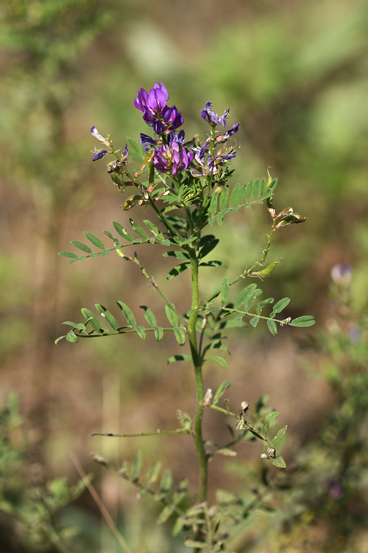 Изображение особи Astragalus davuricus.