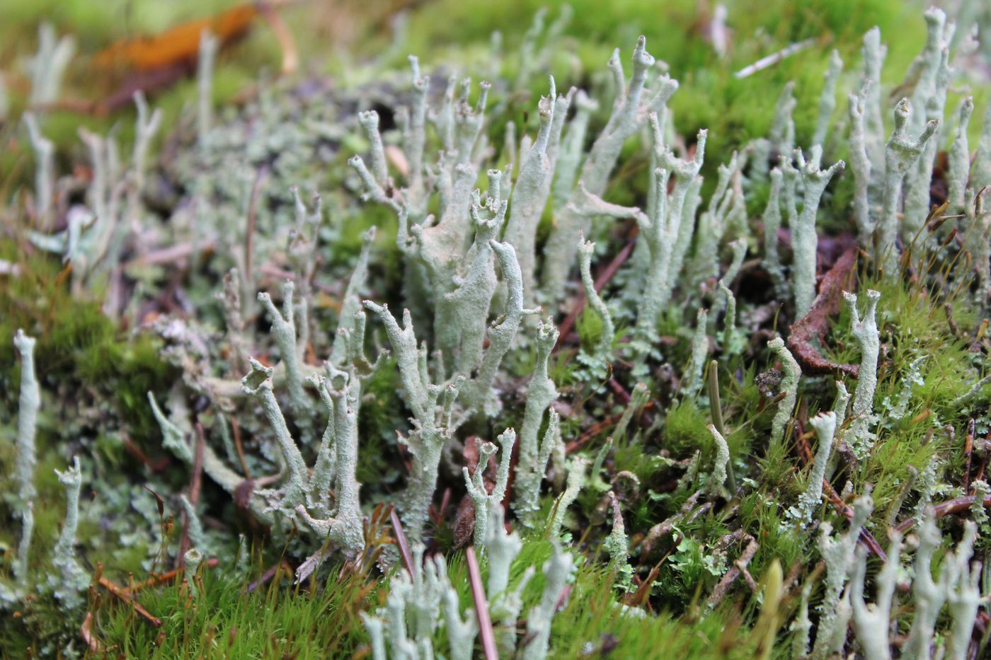 Изображение особи Cladonia cenotea.