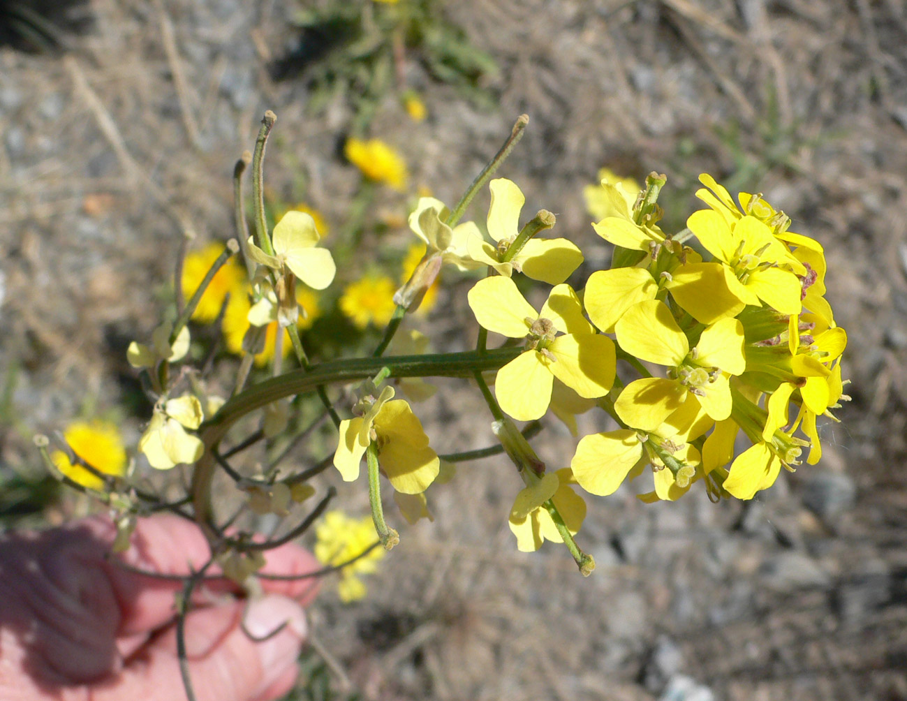 Image of Erysimum boreale specimen.