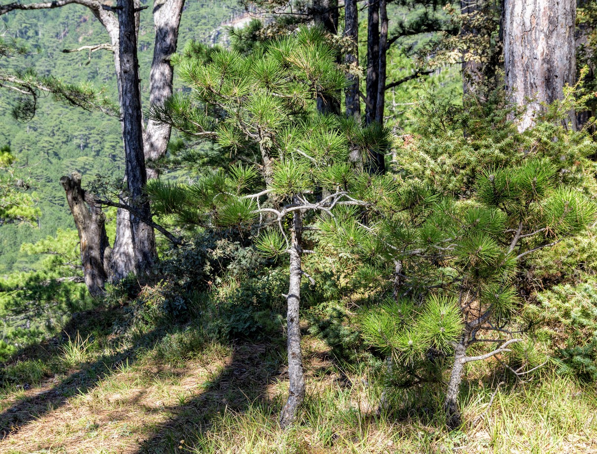 Изображение особи Pinus pallasiana.