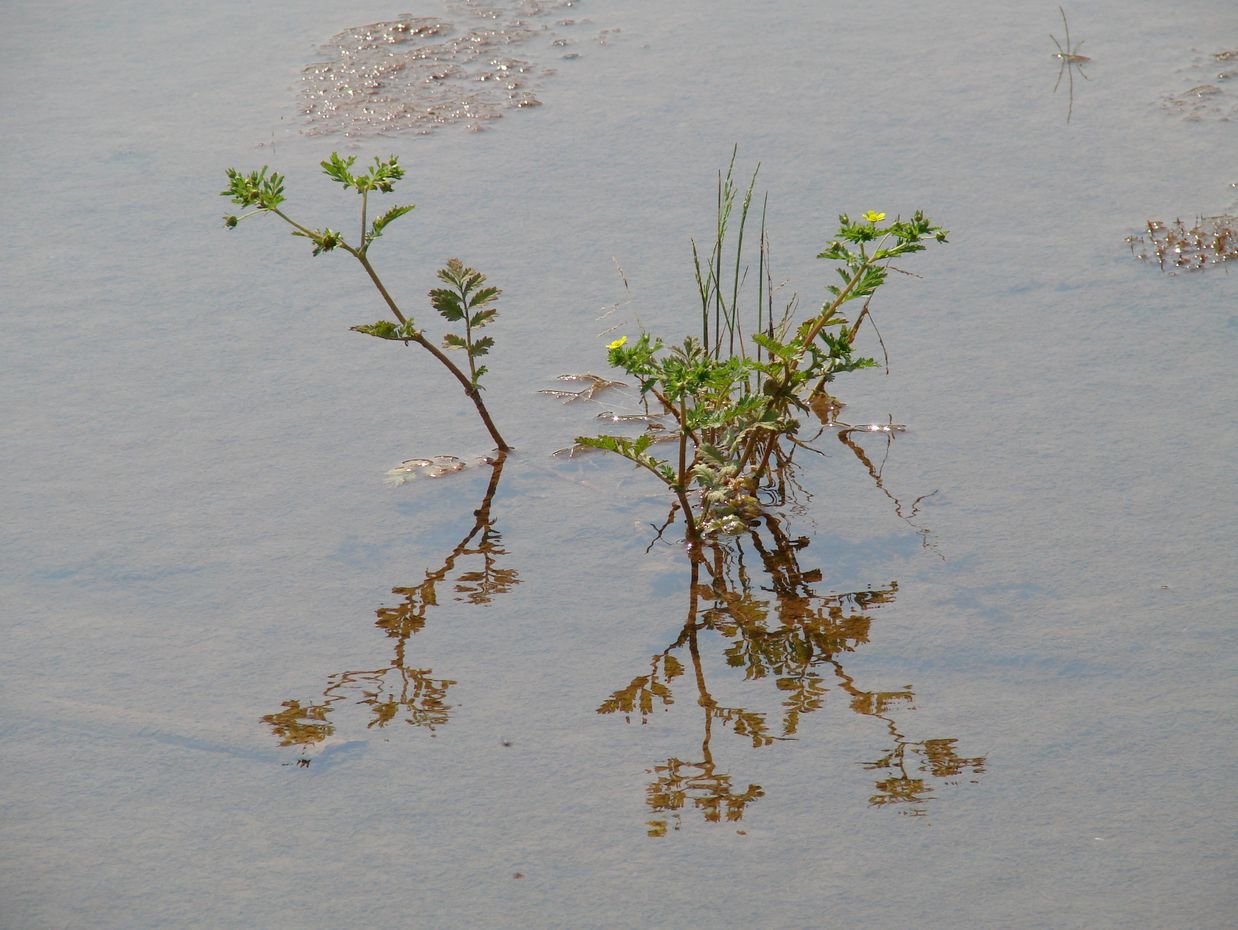 Image of Potentilla supina ssp. paradoxa specimen.