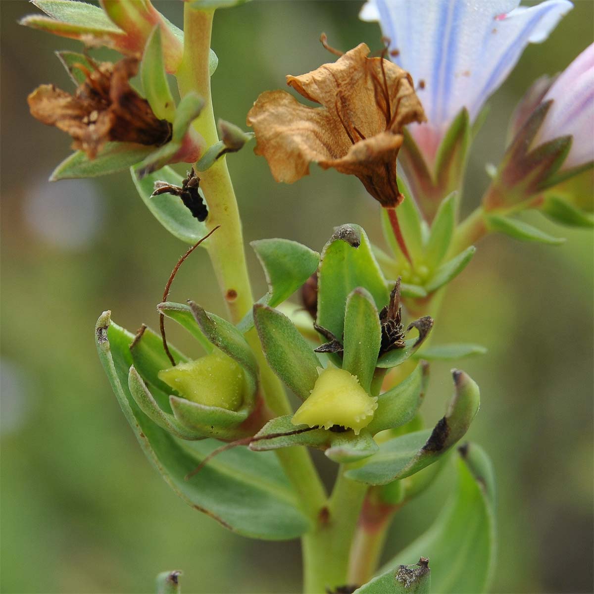 Изображение особи Lobostemon glaucophyllus.