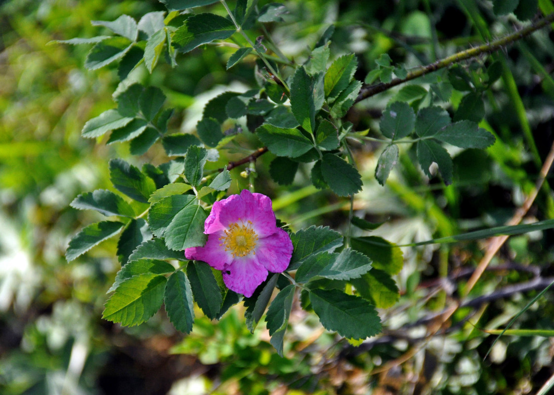 Image of Rosa acicularis specimen.