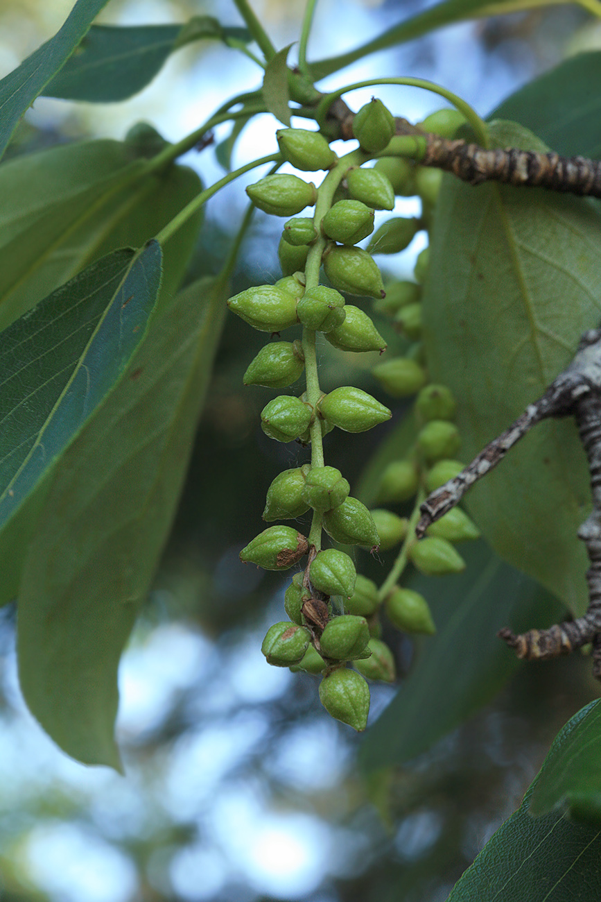 Image of Populus maximowiczii specimen.