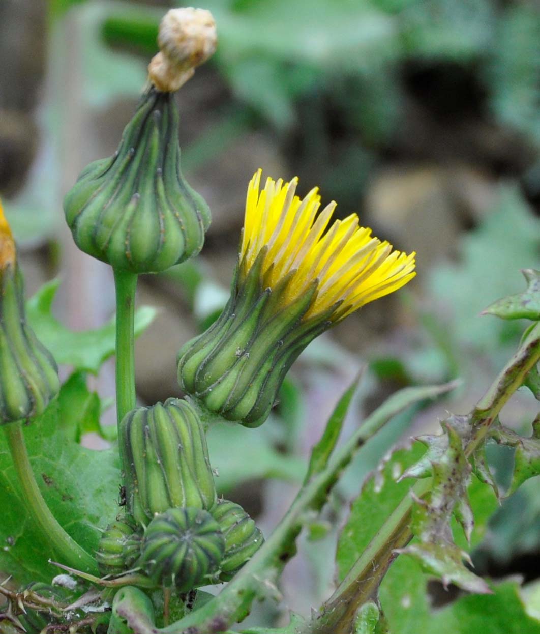 Image of genus Sonchus specimen.