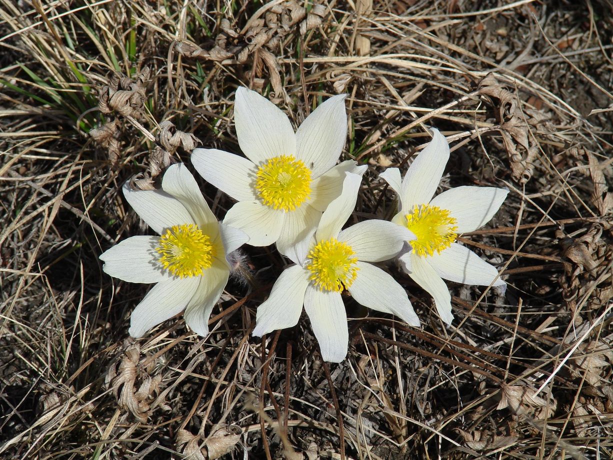 Изображение особи Pulsatilla orientali-sibirica.